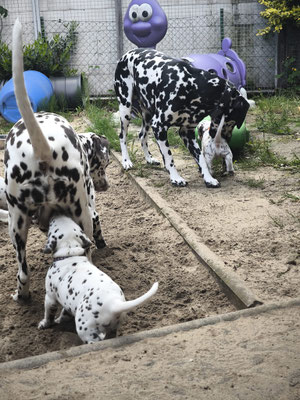 Mit Mama und Großem Bruder den Auslauf erkunden...21.05.2026