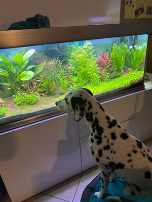 Ida Indiana vom Furlbach hat ein Fisch-Kino bekommen...25.11.2024
