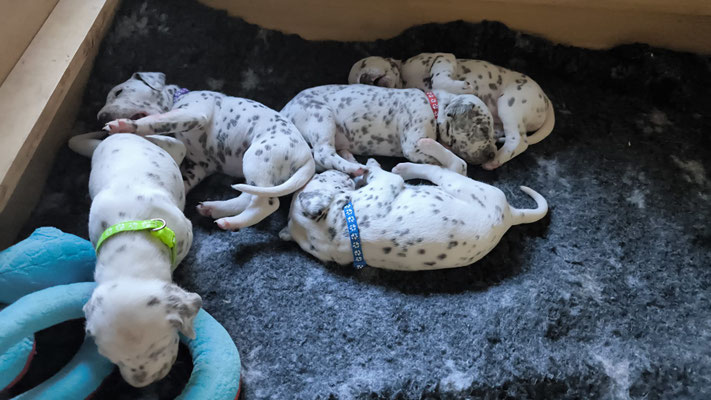 Miss Grün N/hu, Miss Lila, Mister Blau N/hu, Mister Rot N/hu