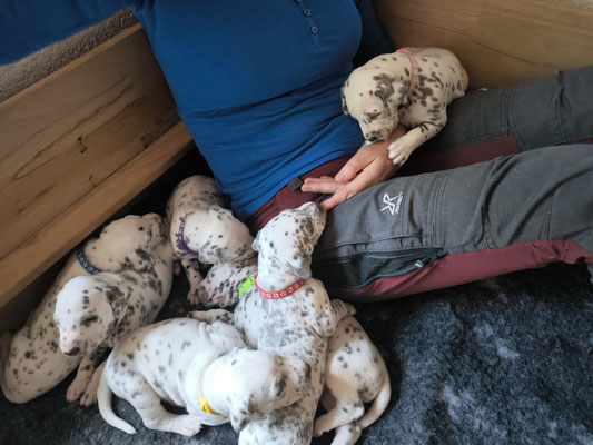Die Q`chen kuscheln mit Züchtermama Angela...09.05.2026