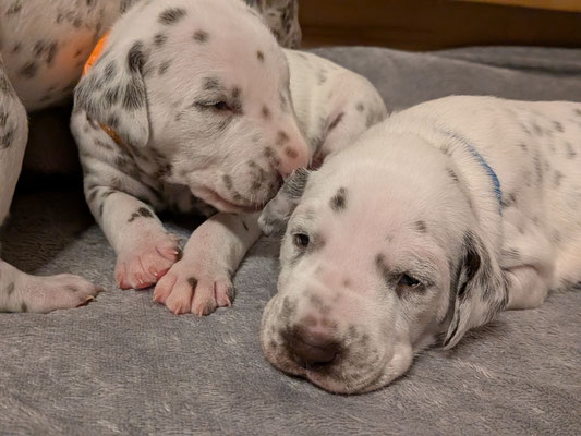 Mister Orange und Mister Blau...05.05.2026