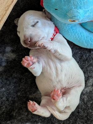 Mister Rot...25.04.2026
