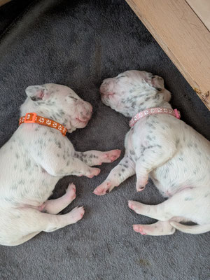 Mister Orange und Miss Rosa...30.04.2026