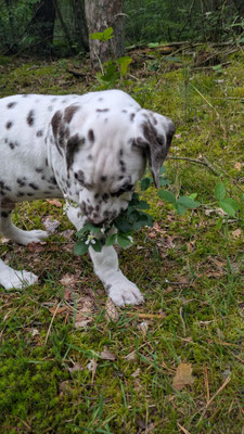Quit Playing Games vom Furlbach...09.06.202
