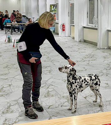 Norma N´Jeane von Abasko macht das V1 VDH/Club CAC auf der Weihnachtsausstellung Oer-Erkenschwick...06.12.2025