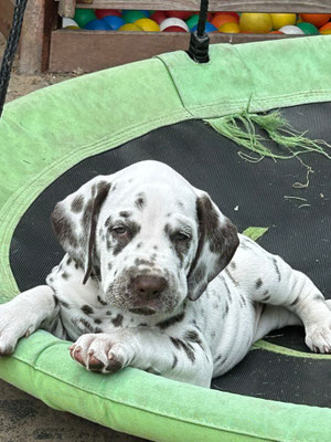Mister Blau Quincy Jayson vom Furlbach N/hu...05.06.2026