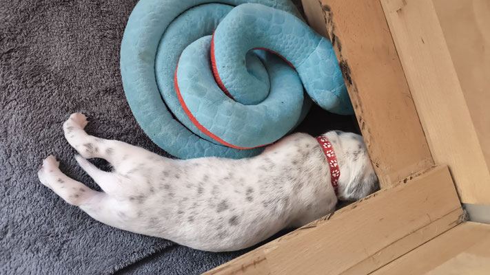 Mister Rot gesellt sich zu Schlangela...01.06.2026