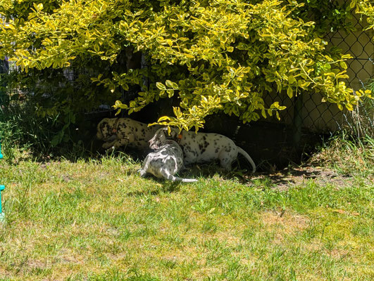 Schattensuche bei der Hitze...25.05.2026