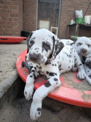 Miss Lila hua/hua...31.05.2026