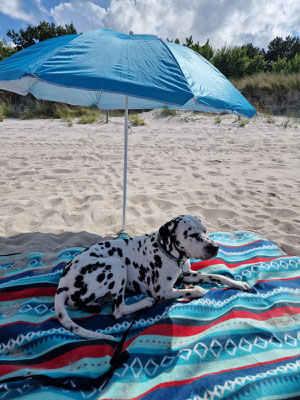 Kevin Costner vom Furlbach im Urlaub an der Ostsee...31.07.2025