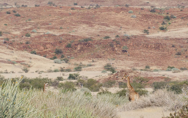 Desert-adapted giraffe (Giraffa camelopardis), in habitat