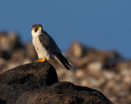 Barbary falcon (Falco peregrinus pelegrinoides)