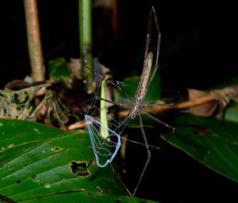 Net-casting spider (Deinopis sp.). This spiders hunt by throwing the net in a fisherman manner