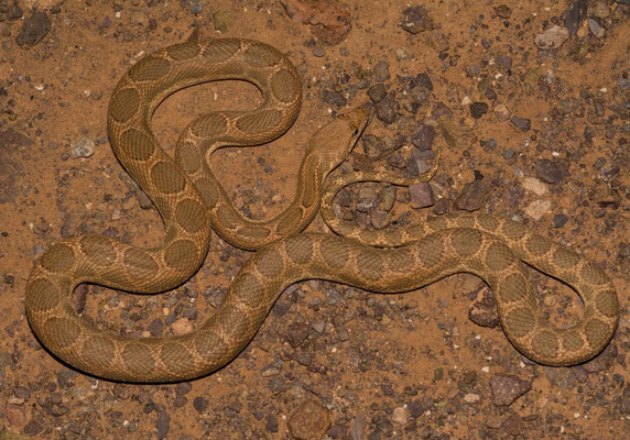 Mograbin diadem snake (Spalerosophis dolichospilus), second one