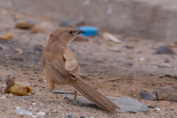 Fulvous babbler (Argya fulva). I photographed them in a police control.