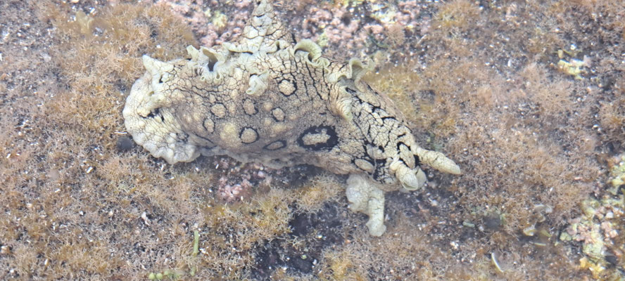 Sea hare (Aplysia sp.)