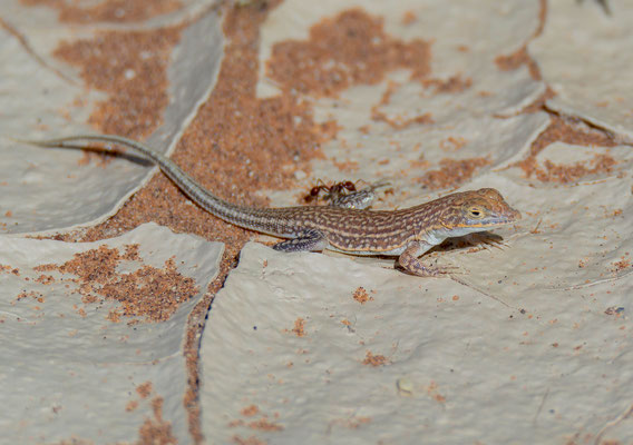 Shovel-snouted lizard (Meroles anchietae)