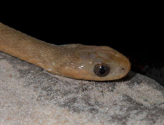 Gans's egg eater (Dasypeltis gansi)