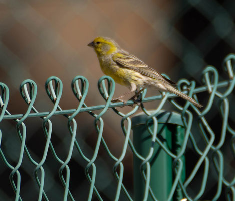 Canary (Serinus canaria)