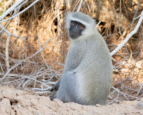 Vervet Monkey (Chlorocebus pygerythrus)