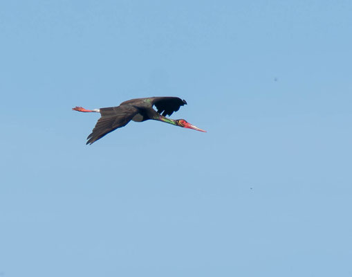 Cigüeña negra (Ciconia nigra), en vuelo