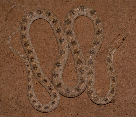 Diadem snake (Spalerosophis diadema), pattern