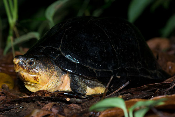 Scorpion mud turtle (Kinosternon scorpioides)