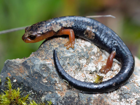 Red-footed salamander (Bolitoglossa pesrubra)