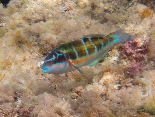 Fredi (Thalassoma pavo)