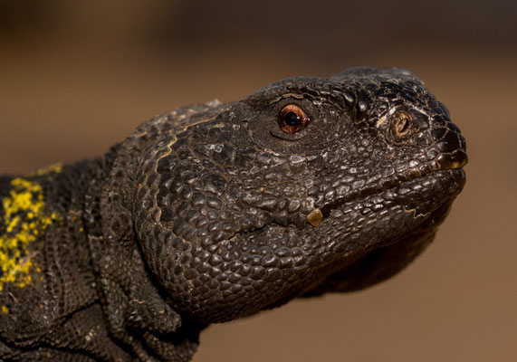 Yellow banded dob (Uromastyx dispar flavifasciata)