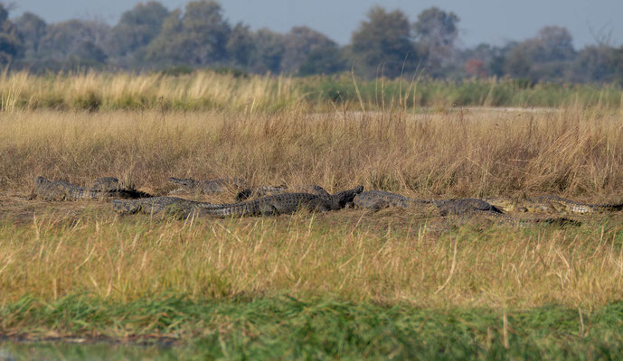 Nile crocodiles (Crocodylus niloticus)