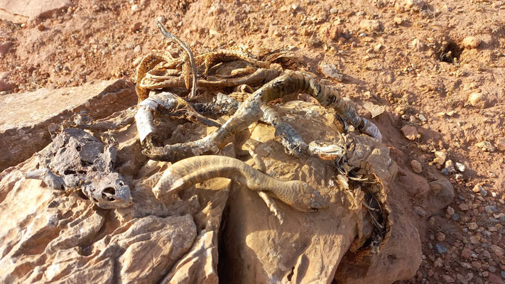 Two dead cobras and other animals found inside a pit, deadly traps