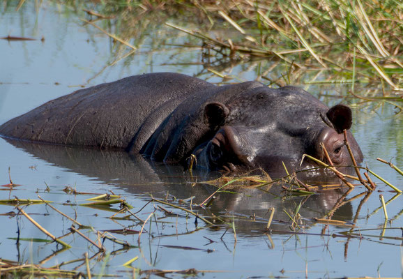 Hippopotamus (Hippopotamus amphibius)
