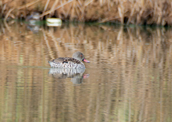 Cape Teal (Anas capensis)