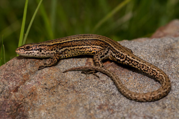 Viviparous lizard male (Zootoca vivipara louislantzi)