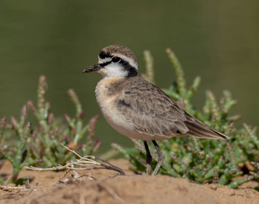 Kittlitz's plover (Anarhynchus pecuarius) 