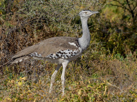 Kori bustard (Ardeotis kori). They were common in the park, and not shy at all