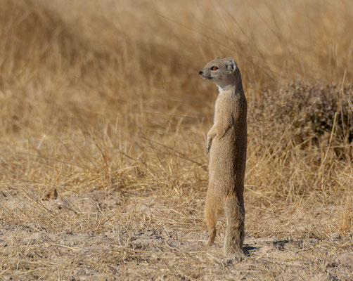 Yellow mongoose (Cynictis penicillata)