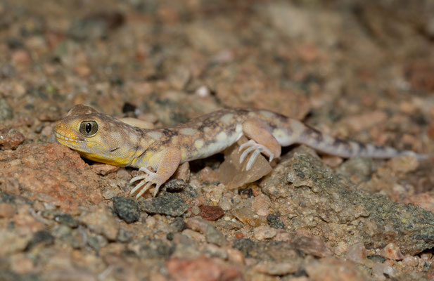 Barking gecko (Ptenopus garrulus maculatus). Finally a male out of the hole.