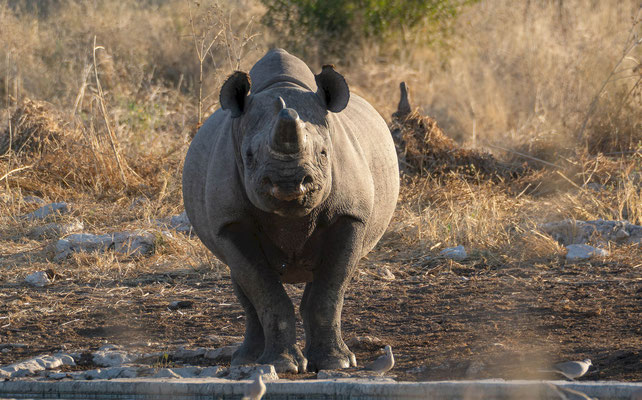 Black rhinoceros (Diceros bicornis)