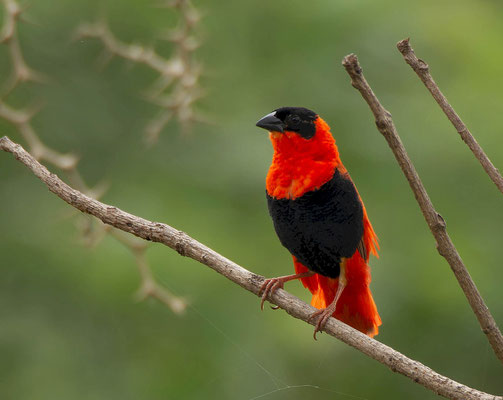 Northern Red Bishop (Euplectes franciscanus), very colorful and abundant on agricultural areas