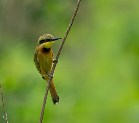 Little Bee-eater (Merops pusillus)