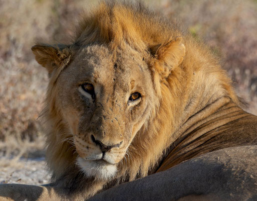 African lion (Panthera leo). Namibia, 2025
