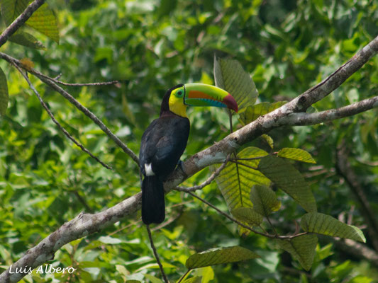 Rainbow-billed toucan (Ramphastos sulfuratus)