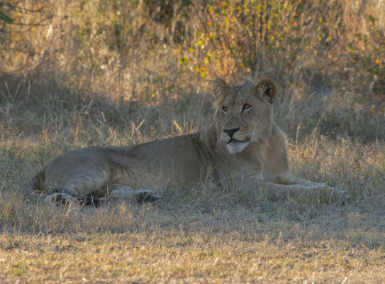 Lion (Panthera leo), young male