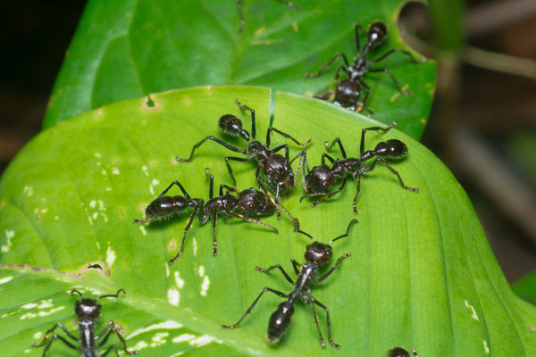 Bullet ants (Paraponera clavata)