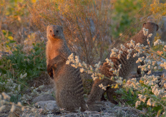 Banded mongoose (Mungos mungo) 