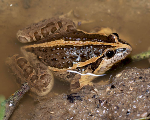Iberian Painted Frog (Discoglossus galganoi). Portugal, 2022