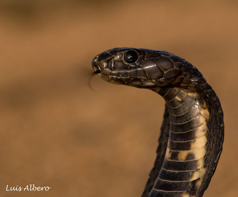 Egyptian cobra (Naja haje)