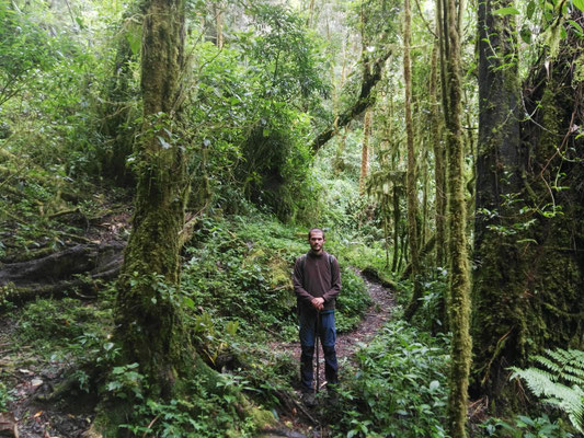 On the impressive cloud forest